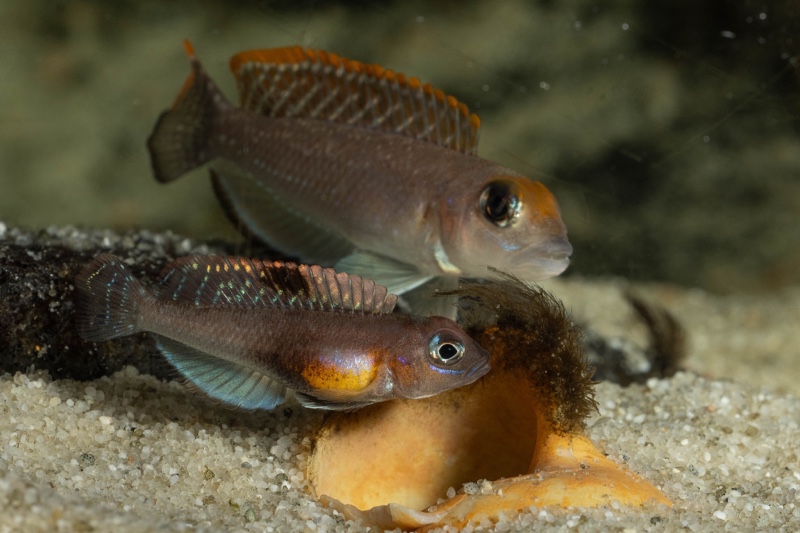 Lamprologus ornatipinnis 'Mwamgongo'